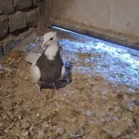 ۴ تا هفرنگ و طوقی