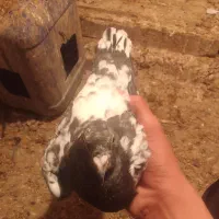 کبوتر|پرنده|سیدآباد, |دیوار