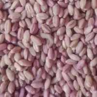 گندم کوهدشت