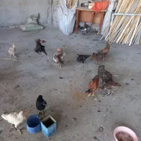 مرغ و خروس و جوجه جوان