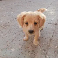 کوچلو دوست داشتنی معاوضه با پرنده|سگ|کرمان, |دیوار