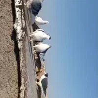 کبوتر|پرنده|قوچان, |دیوار