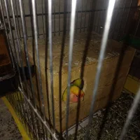 جفت طوطی برزیلی کله هلویی همراه با قفس و ۲تخم|پرنده|آبپخش, |دیوار