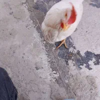 مرغ تخم گذار|حیوانات مزرعه|نسیمشهر, |دیوار