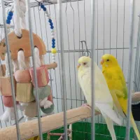 مرغ عشق|پرنده|فردیس, شهرک ۱۱۰|دیوار