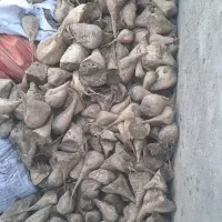 چغندر برای خوراک دام تازه