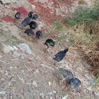 فروش بوقلمون در قلعه تل|حیوانات مزرعه|باغ ملک, |دیوار