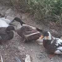 اردک