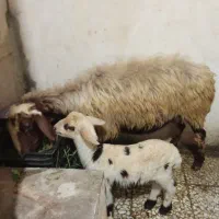 دو عدد گوسفند وره مار