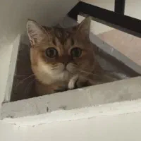 گربه برتیش نر