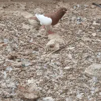 یهودی نروماده