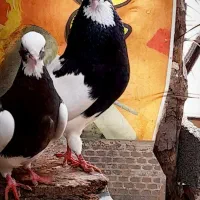 جفت طوقی عتیقه سیبیل وصل