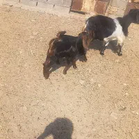 بزدوقلو شیره صاف