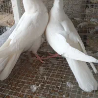 کفتر|پرنده|مبارکه, |دیوار