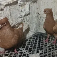 کفتر