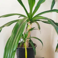 گل عنکبوتی ۶ساله