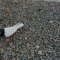 طوقی فولادی نر|پرنده|داران, |دیوار