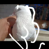 کفتر سفید بمبویی|پرنده|شیراز, شهرک مهدیآباد|دیوار