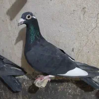 کبوتر کفتر بوم چاشنی پرشی