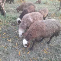 قوچ یا همون ورن|حیوانات مزرعه|بیستون, |دیوار