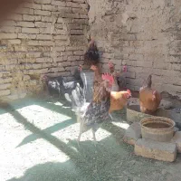مرغ و خروس گلین ولری
