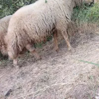 قوچ سنجابی