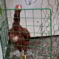 سه عدد مرغ تخمگذار لاری و محلی