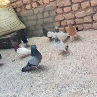 کفتر کله ای