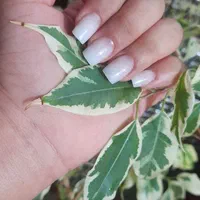 ترمیم و کاشت