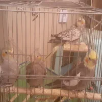 جوجه عروس هلندی دو ماهه