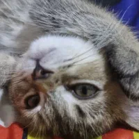 بریتیش اصیل شناسنامه دار بلک اند گلد ۳ماهه