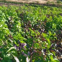 همکار فروشنده خانم