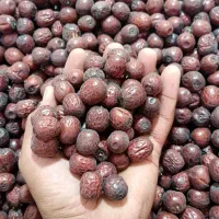 عناب سیوجان از تولید به مصرف