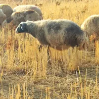 4 عدد گوسفند شک آبستن