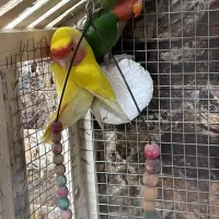 6 عدد برزیلی ،کتوله ،|پرنده|کرمان, |دیوار