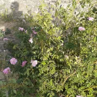 زمین ۵۰۰ متری دوردیوار (ویلایی باغ ) ناظریه|فروش زمین و ملک کلنگی|مشهد, میان ولایت|دیوار