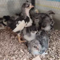 جوجه گلین خال سوزنی