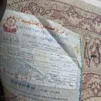 یک جفت قالیچه بیضی|فرش|مشهد, ادیب نیشابوری (شهرک غرب)|دیوار