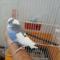 یک جفت مرغ عشق