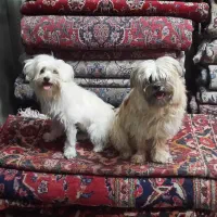 سگ شیتزو مهربون وتربیت شده 2ساله توافقی|سگ|کرج, مهرویلا شمالی|دیوار