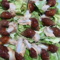 حلزون های جوجه تا سوپر مولد خانگی