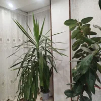 فروش گل|گل و گیاه طبیعی|یزد, |دیوار