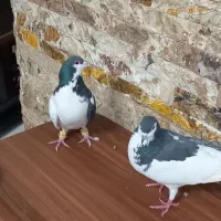 چادری جفت کفتر چپ|پرنده|محمدشهر, محمدشهر|دیوار