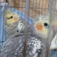 سه تا عروس هلندی جوون‌ گل باقالی