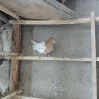 کبوتر رنگی بازی دار|پرنده|ملکان, |دیوار