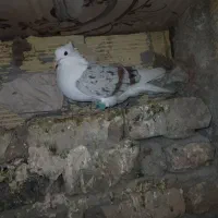 کبوتر|حیوانات|خرمآباد, |دیوار