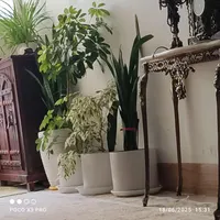 شناسنامه