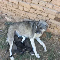 سگ با ۳توله