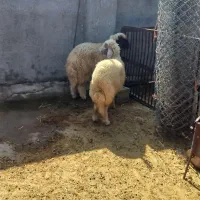 بره نر