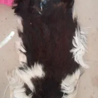 پوست طباخی شده قدیمی کلکسیونی|کلکسیون اشیاء عتیقه|شهرکرد, |دیوار